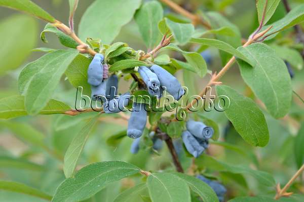 517302 - Blaue Heckenkirsche (Lonicera caerulea 'Morena')