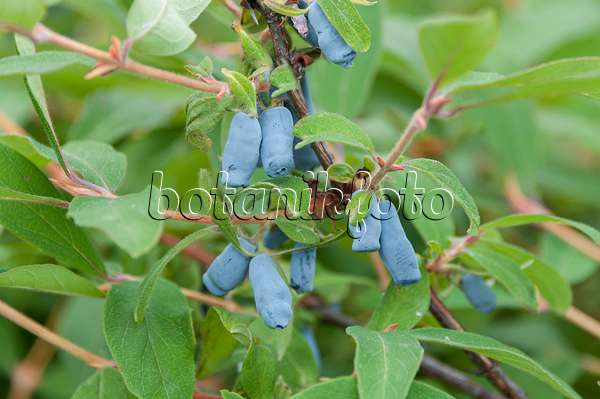 616017 - Blaue Heckenkirsche (Lonicera caerulea 'Morena')