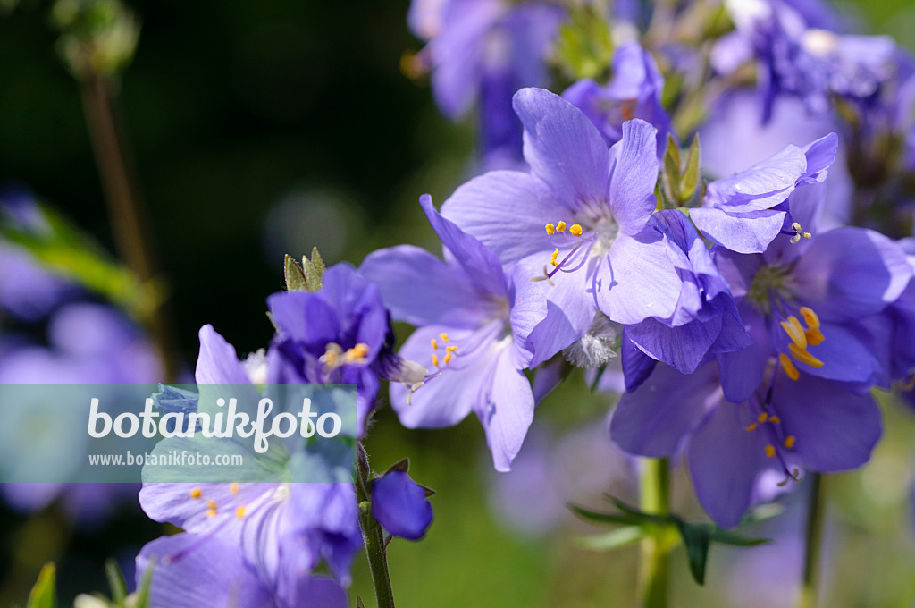 484290 - Blaue Himmelsleiter (Polemonium caeruleum)