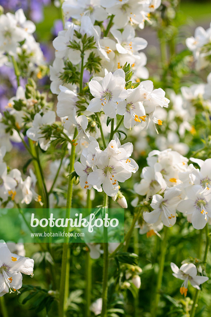 484303 - Blaue Himmelsleiter (Polemonium caeruleum)