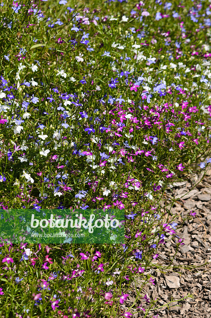 547375 - Blaue Lobelie (Lobelia erinus)