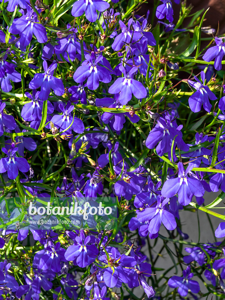 426120 - Blaue Lobelie (Lobelia erinus 'Laguna Trailing Dark Blue')