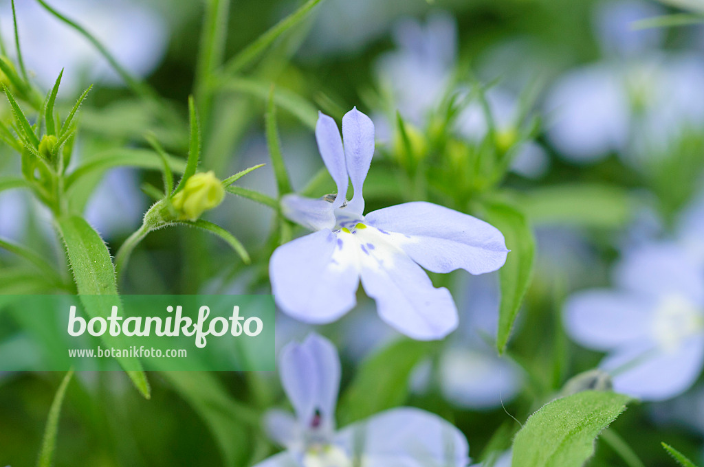 485027 - Blaue Lobelie (Lobelia erinus 'Laura Sky Blue')