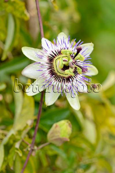 525116 - Blaue Passionsblume (Passiflora caerulea)