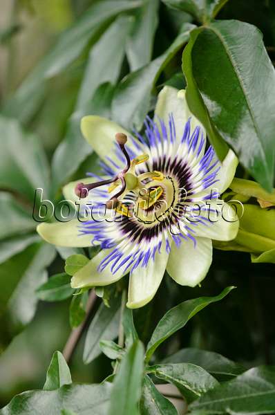 548045 - Blaue Passionsblume (Passiflora caerulea)