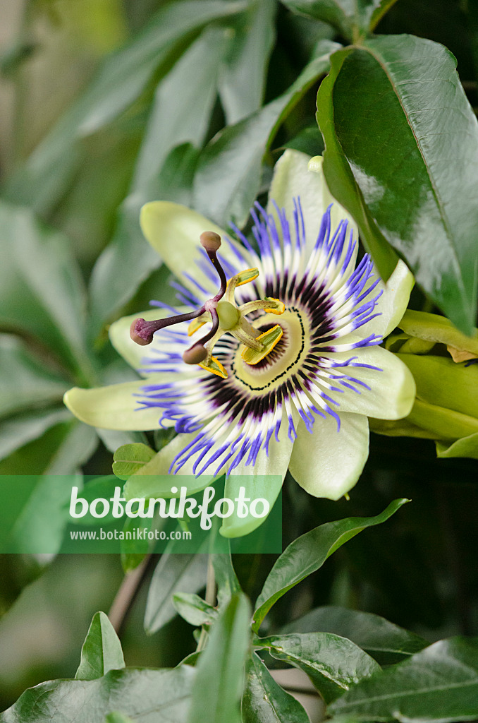 548045 - Blaue Passionsblume (Passiflora caerulea)