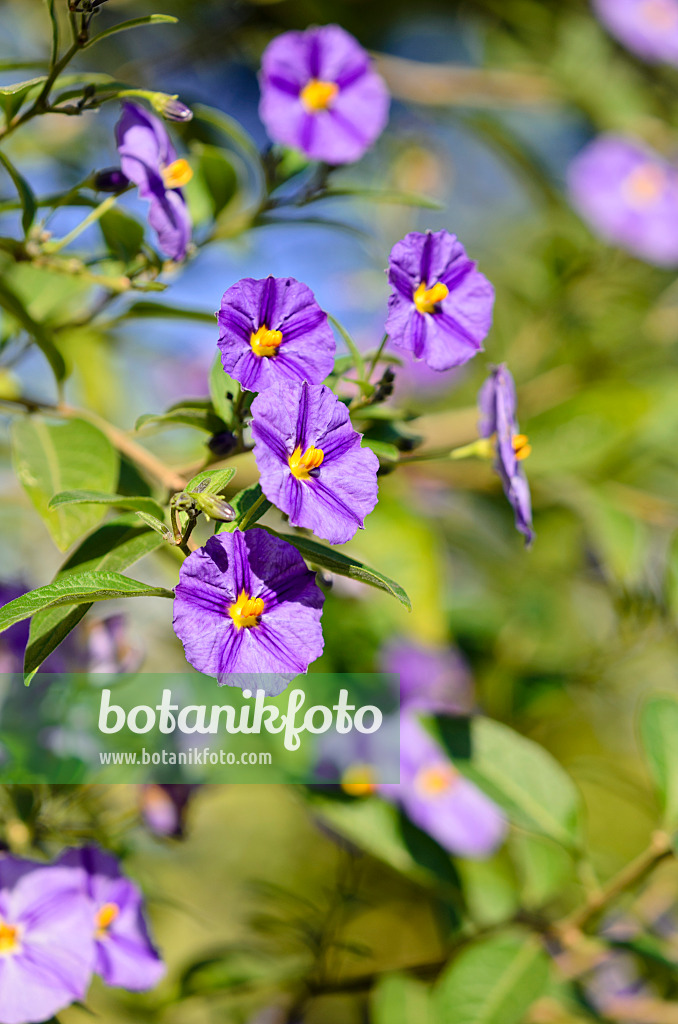 525364 - Blauer Kartoffelbaum (Lycianthes rantonnetii syn. Solanum rantonnetii)