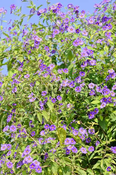 536095 - Blauer Kartoffelbaum (Lycianthes rantonnetii syn. Solanum rantonnetii)