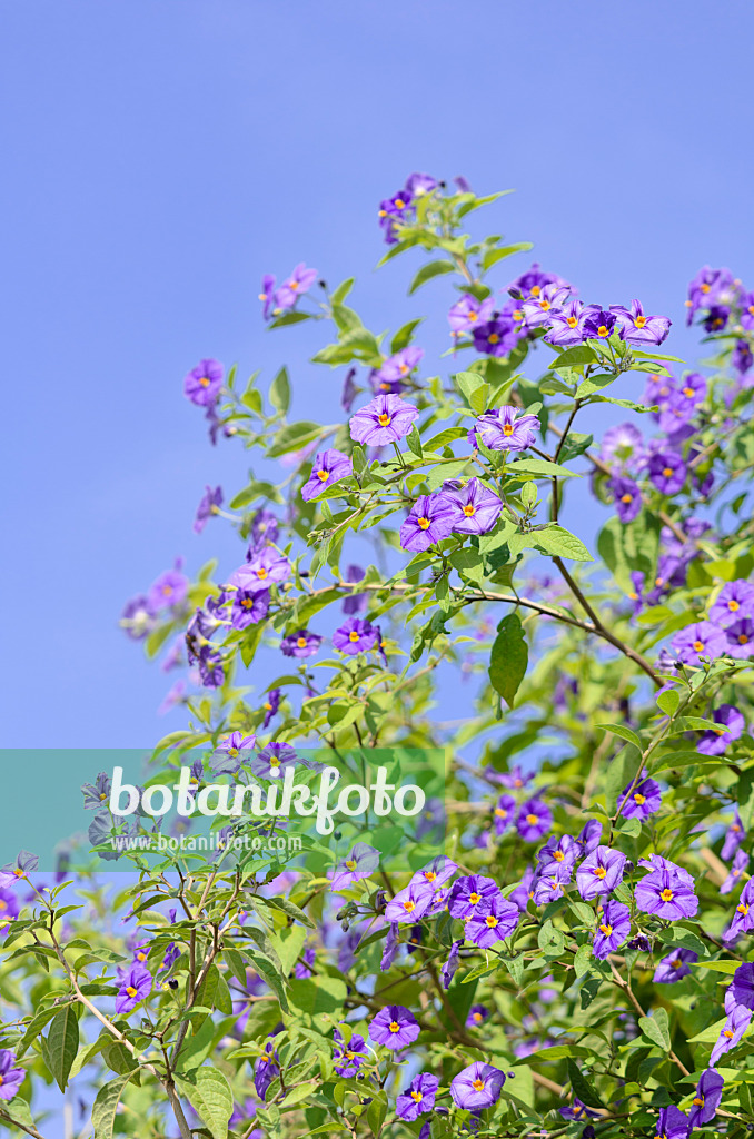 536096 - Blauer Kartoffelbaum (Lycianthes rantonnetii syn. Solanum rantonnetii)