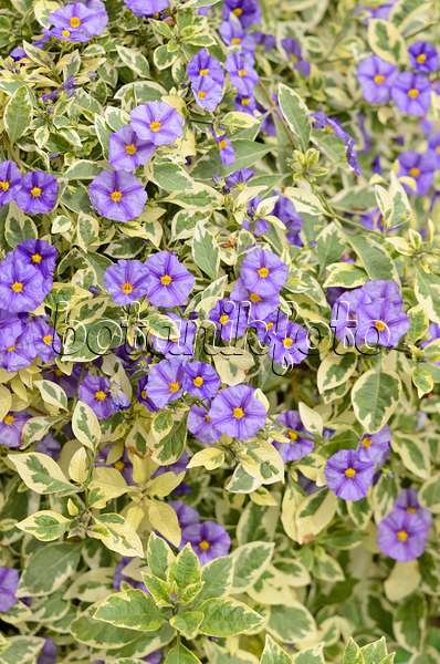 536126 - Blauer Kartoffelbaum (Lycianthes rantonnetii 'Variegata' syn. Solanum rantonnetii 'Variegata')