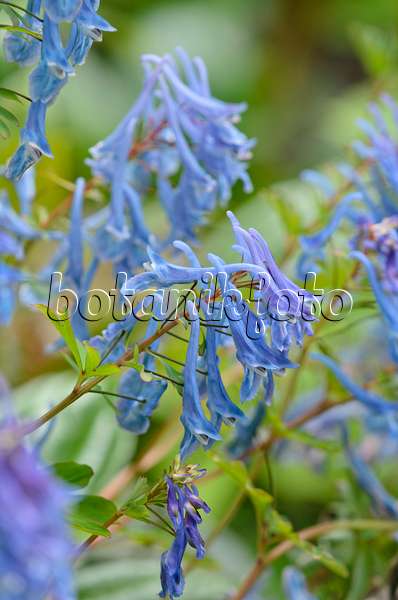 533521 - Blauer Lerchensporn (Corydalis elata 'Spinners')