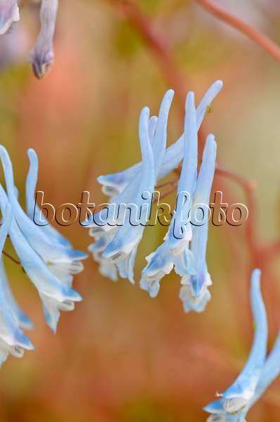 533270 - Blauer Lerchensporn (Corydalis flexuosa 'Père David')