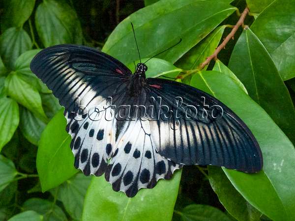 401058 - Blauer Pfau (Papilio polymnestor)