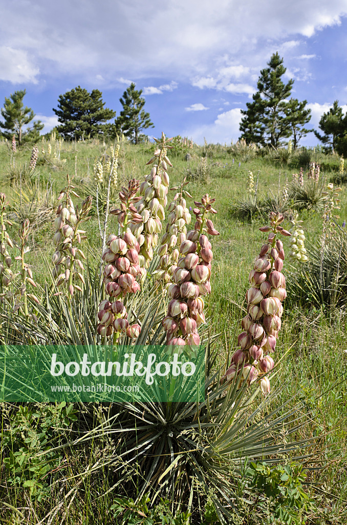 508380 - Blaugrüne Palmlilie (Yucca glauca)