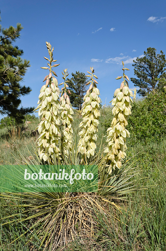 508381 - Blaugrüne Palmlilie (Yucca glauca)