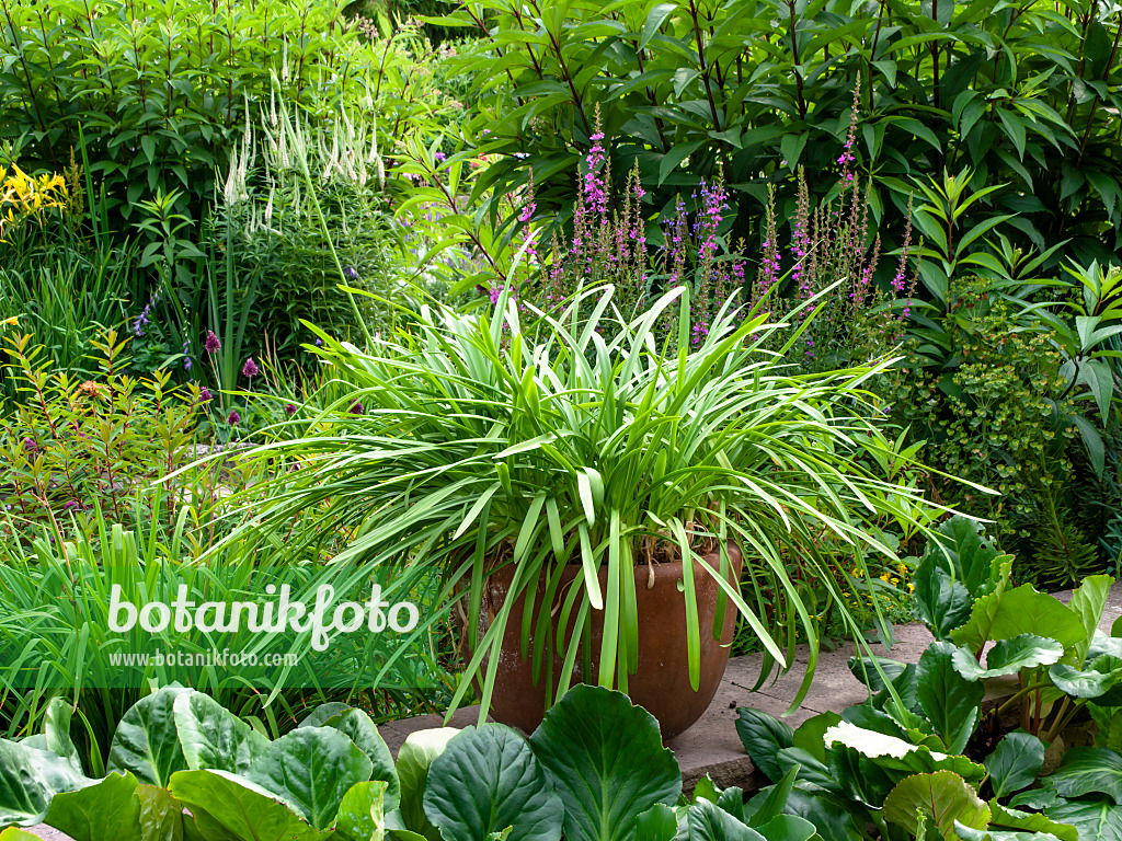 462063 - Blaulilie (Agapanthus africanus), Kandelaberehrenpreis (Veronicastrum virginicum syn. Veronica virginica), Gewöhnlicher Blutweiderich (Lythrum salicaria), Wasserdost (Eupatorium) und Bergenie (Bergenia)