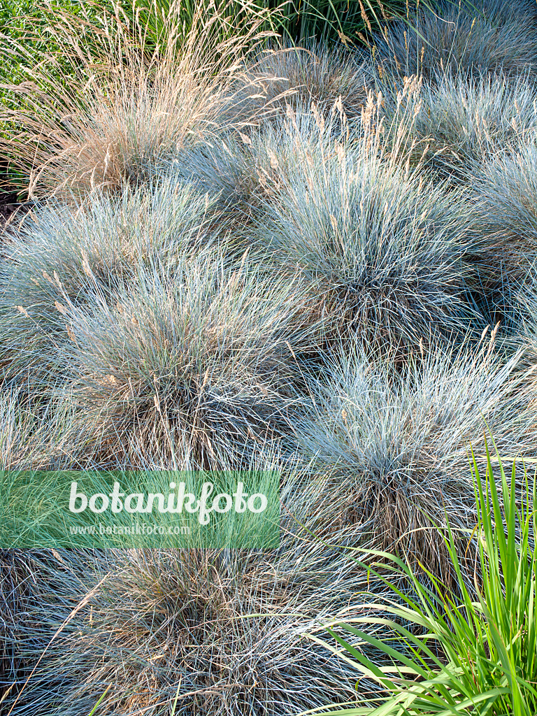 462043 - Blauschwingelgras (Festuca cinerea syn. Festuca glauca)