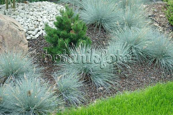 526097 - Blauschwingelgras (Festuca cinerea syn. Festuca glauca) und Bergkiefer (Pinus mugo)