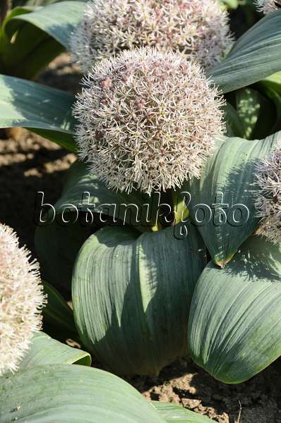 496205 - Blauzungenlauch (Allium karataviense)