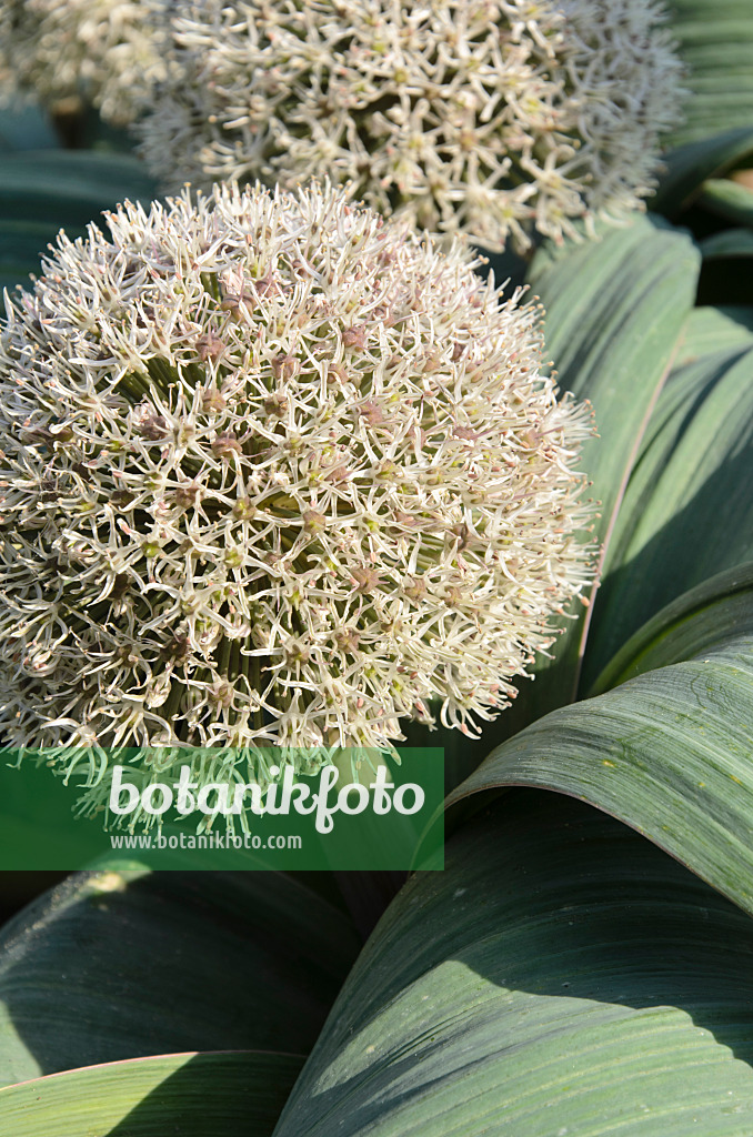 496206 - Blauzungenlauch (Allium karataviense)