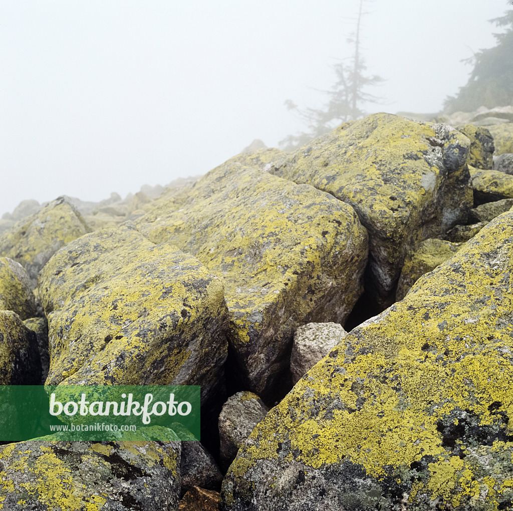 237006 - Blockmeer auf dem Lusen, Nationalpark Bayerischer Wald, Deutschland