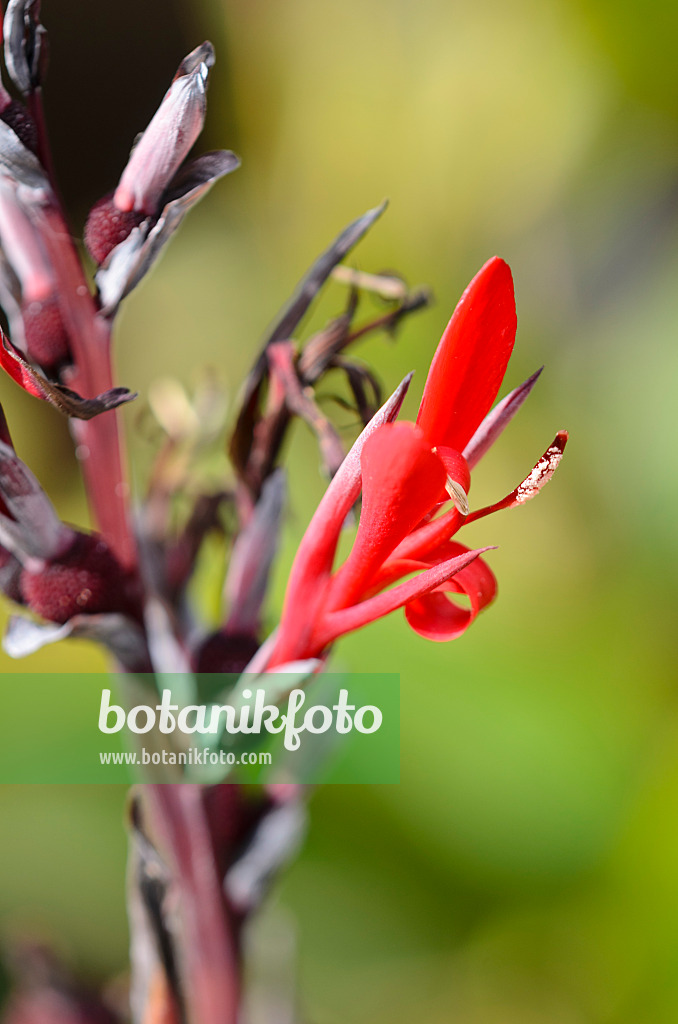 564141 - Blumenrohr (Canna limbata)