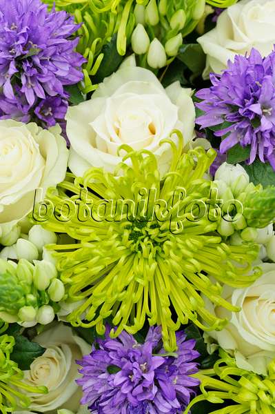 484111 - Blumenstrauß mit Glockenblumen (Campanula), Rosen (Rosa) und Chrysanthemen (Chrysanthemum)