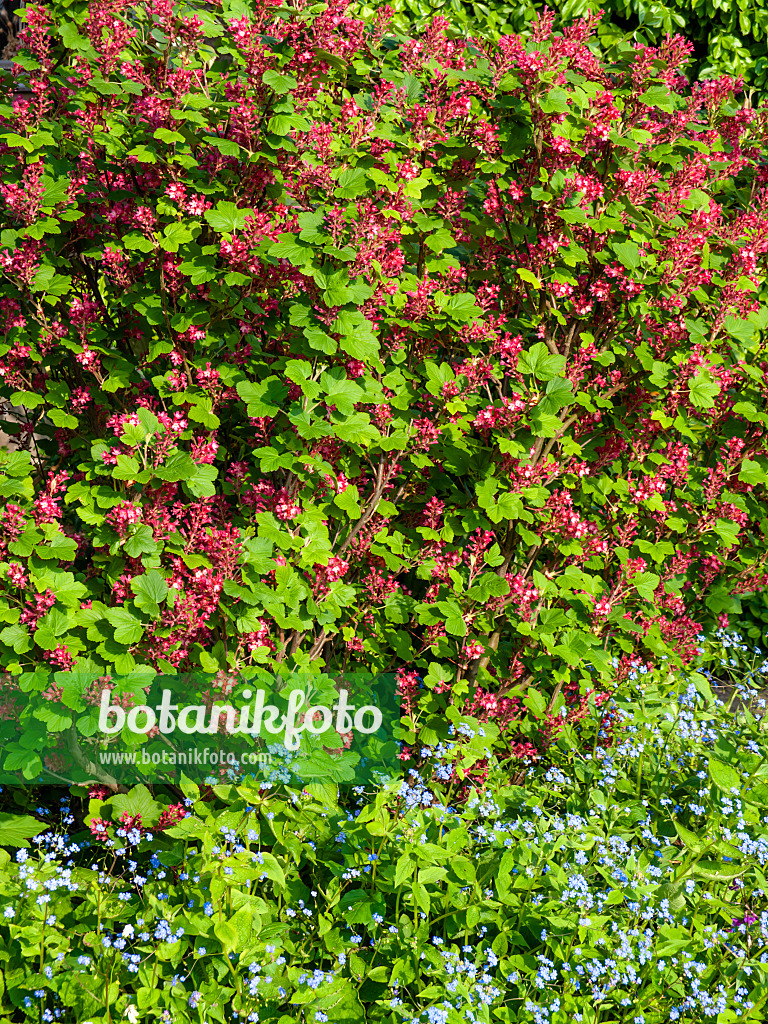 459062 - Blutjohannisbeere (Ribes sanguineum) und Kaukasus-Vergissmeinnicht (Brunnera macrophylla syn. Myosotis macrophylla)