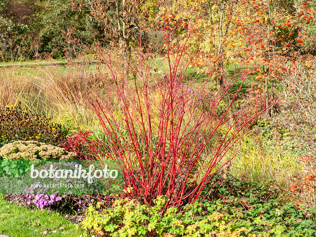 465163 - Blutroter Hartriegel (Cornus sanguinea)