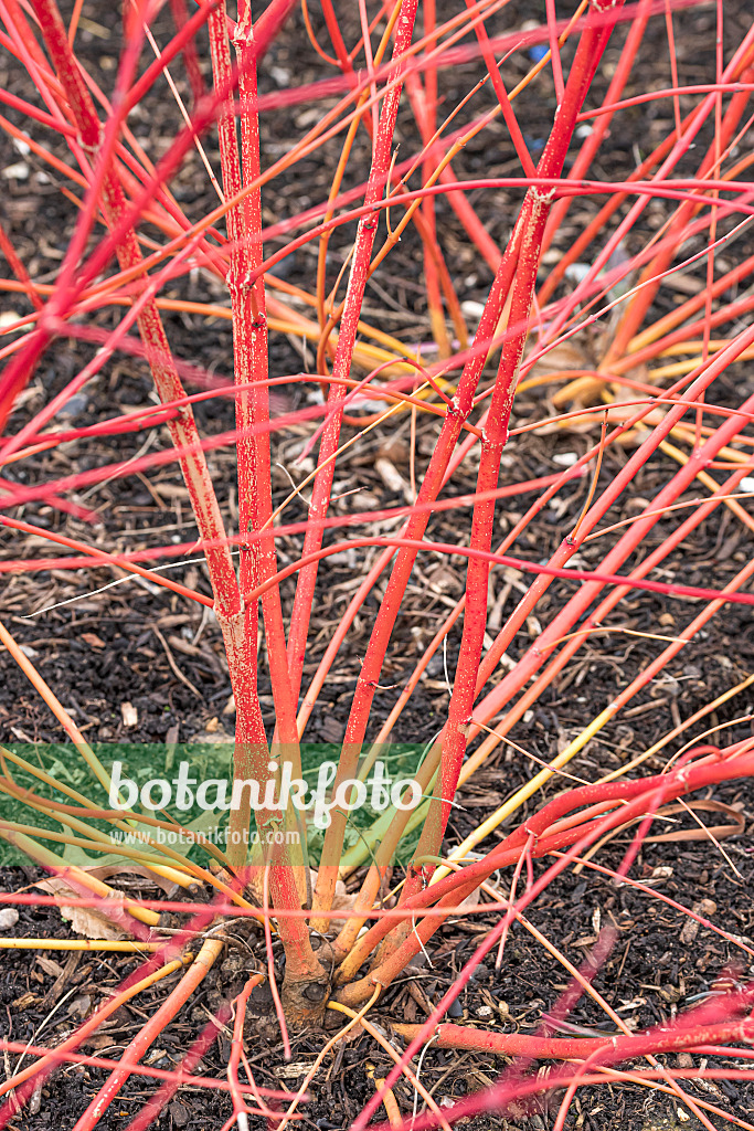 638066 - Blutroter Hartriegel (Cornus sanguinea 'Anny's Winter Orange')