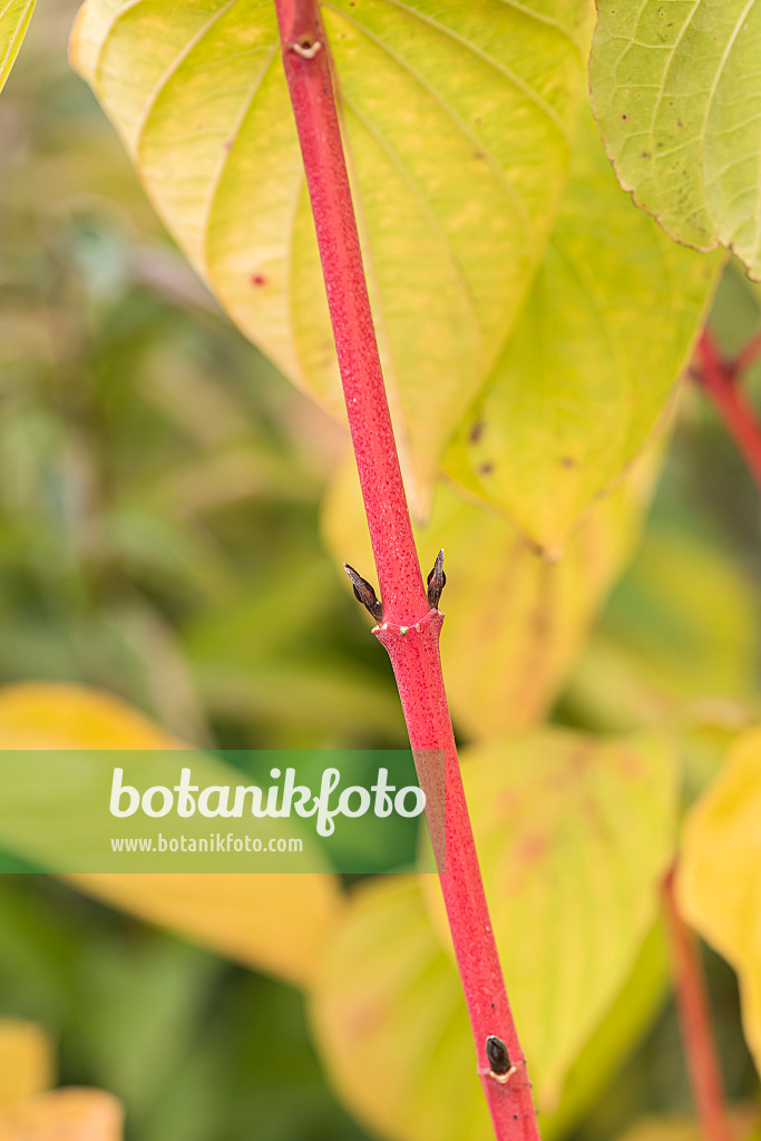 638067 - Blutroter Hartriegel (Cornus sanguinea 'Magic Flame')