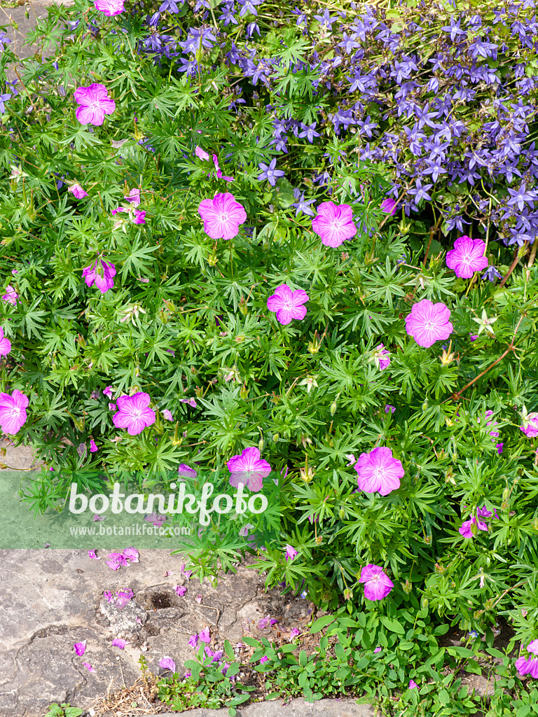 426159 - Blutroter Storchschnabel (Geranium sanguineum) und Polsterglockenblume (Campanula poscharskyana)