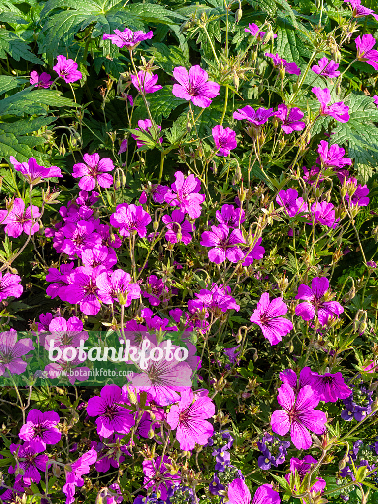 427123 - Blutroter Storchschnabel (Geranium sanguineum var. striatum)