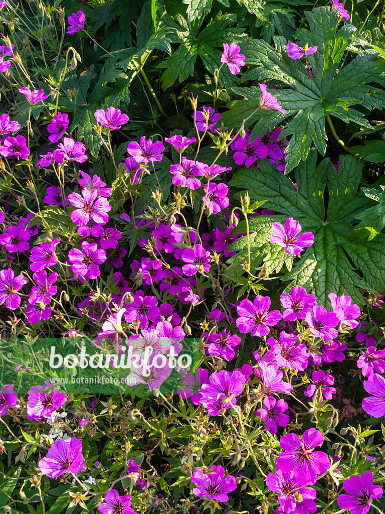 427124 - Blutroter Storchschnabel (Geranium sanguineum var. striatum)