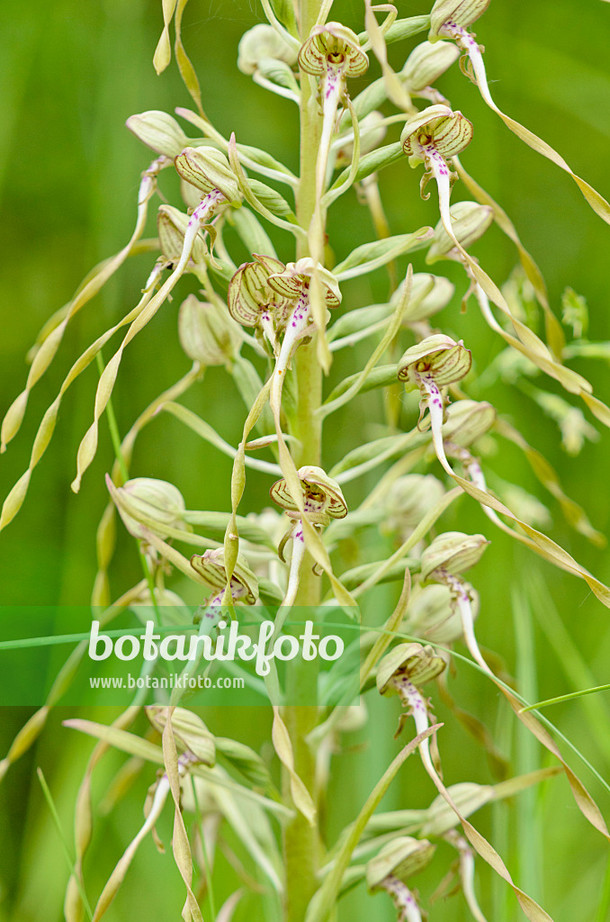 557067 - Bocksriemenzunge (Himantoglossum hircinum)