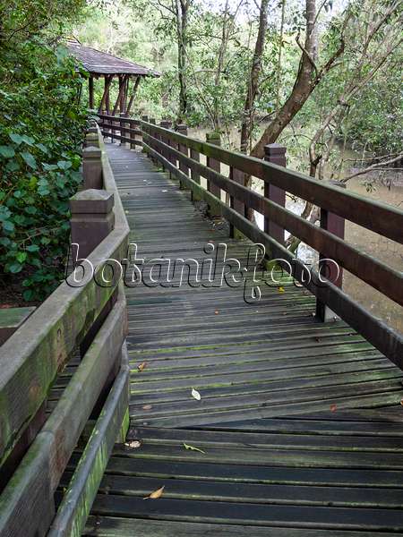 411105 - Bohlenweg, Naturpark Sungei Buloh, Singapur