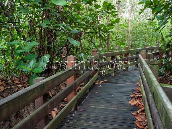 411106 - Bohlenweg, Naturpark Sungei Buloh, Singapur