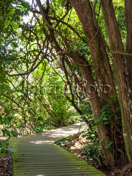 411256 - Bohlenweg, Naturschutzgebiet Central Catchment, Singapur