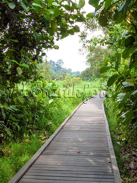 411264 - Bohlenweg, Naturschutzgebiet Central Catchment, Singapur