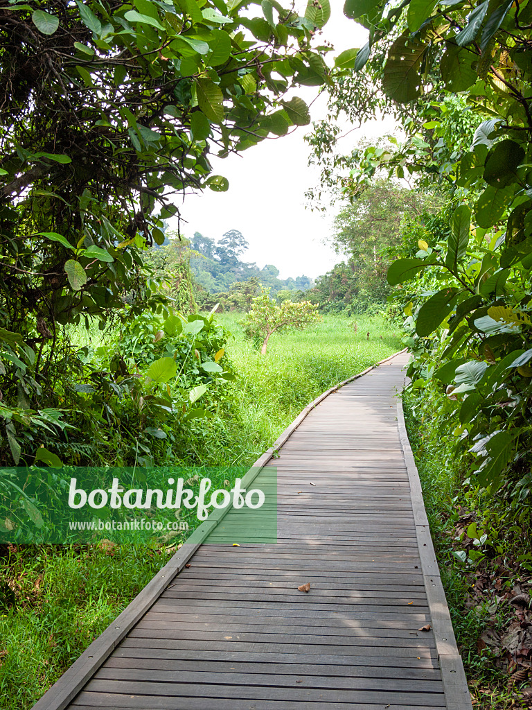 411264 - Bohlenweg, Naturschutzgebiet Central Catchment, Singapur