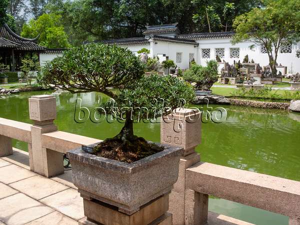 411218 - Bonsai auf einer gefliesten Terrasse mit Brüstung aus Stein in einem asiatischen Garten