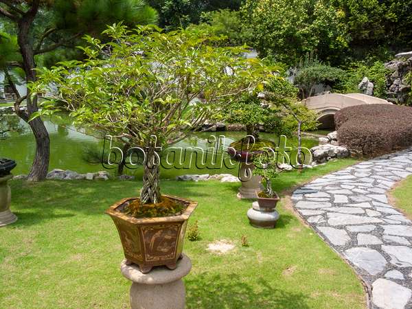 411217 - Bonsai mit asiatischen Pflanztopf sowie Teich und Brücke aus Stein in einem japanischen Garten