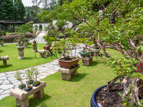 411215 - Bonsais auf Steinpodesten auf einem Rasen und Gartenweg aus Steinplatten in einem Bonsaigarten