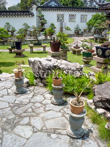 411221 - Bonsais auf Steinpodesten auf einer gefliesten Terrasse vor einem asiatischen Haus in einem Bonsaigarten