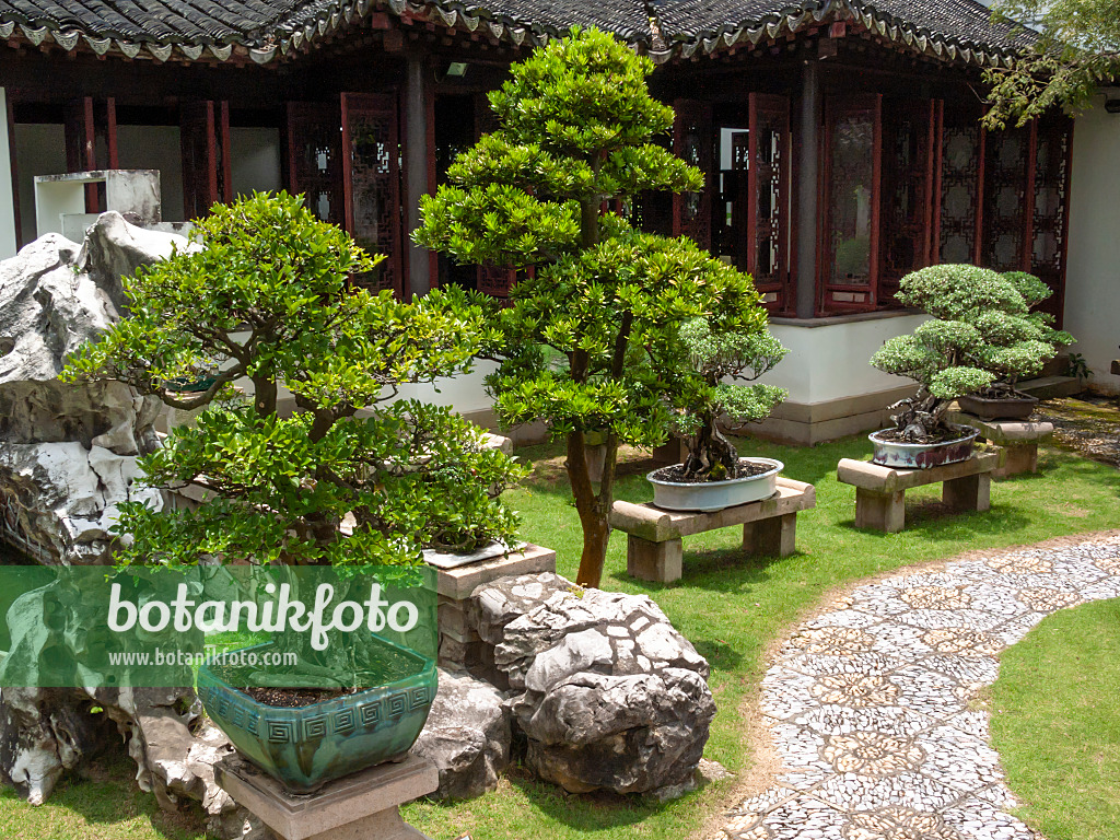 411224 - Bonsais in Pflanzgefäßen auf Steinpodesten vor einem Gartenhaus, Bonsaigarten, Singapur