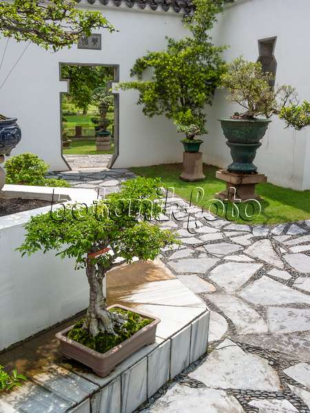 411216 - Bonsais vor weißen Mauern und Gartenweg aus Steinplatten in einem Bonsaigarten