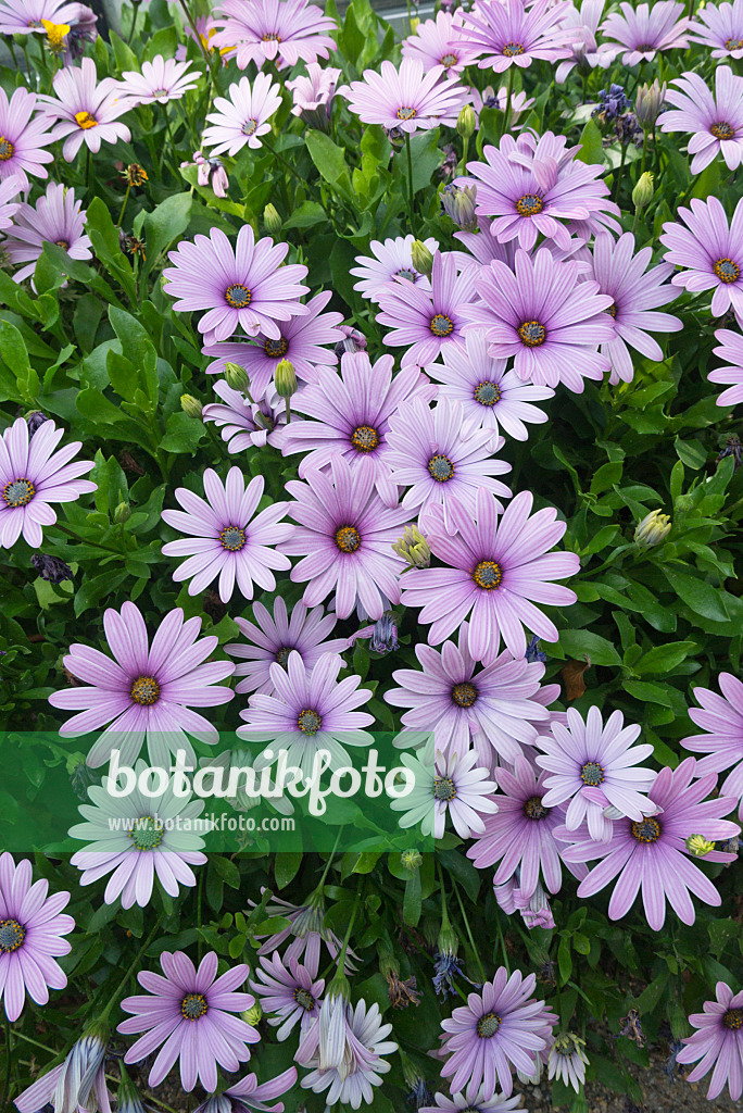 609009 - Bornholmmargerite (Osteospermum ecklonis syn. Dimorphotheca ecklonis)