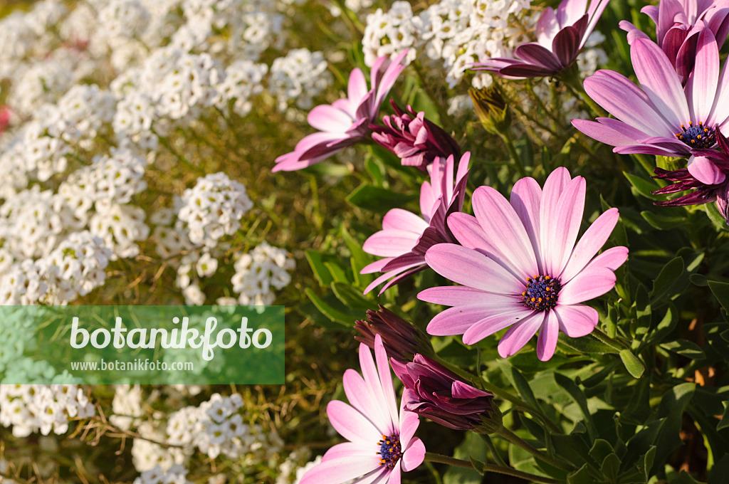 476241 - Bornholmmargerite (Osteospermum ecklonis 'Jamboana Light Purple' syn. Dimorphotheca ecklonis 'Jamboana Light Purple') und Duftsteinrich (Lobularia maritima 'Snow Princess')