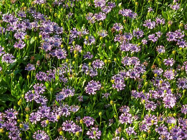 416055 - Bornholmmargerite (Osteospermum ecklonis 'Nasinga Purple' syn. Dimorphotheca ecklonis 'Nasinga Purple')