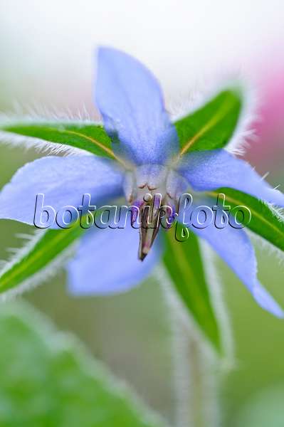 476059 - Borretsch (Borago officinalis)